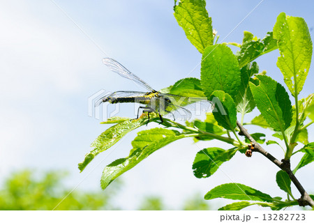 Ophiogomphus cecilia. Dragonfly on the green leaves and sky background 13282723