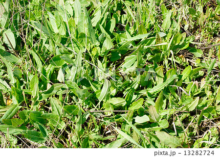 Green plants  sorrel as nature   background 13282724