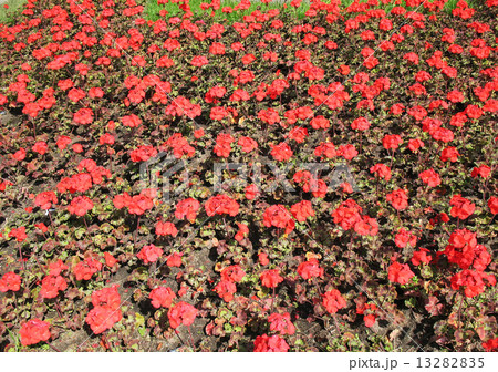 Zonal Pelargonium (Pelargonium zonale), Geranium family Zonal Pelargonium (Pelargonium zonale), Geranium family 13282835