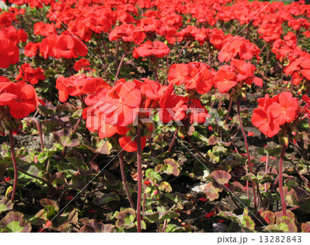 Zonal Pelargonium (Pelargonium zonale), Geranium family Zonal Pelargonium (Pelargonium zonale), Geranium family 13282843