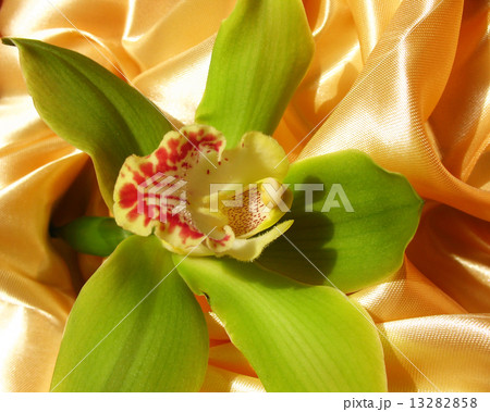 Blooming Orchid Cymbidium Sessa Green Beauty, family Orchidaceae 13282858