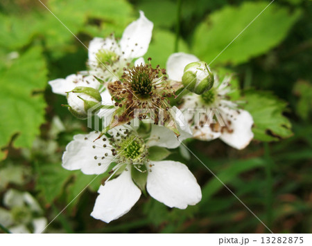 Flowers Blackberry (Rubus) 13282875