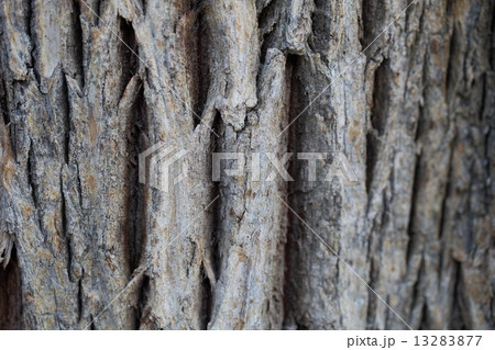 チシャノキの樹皮 チシャノキの樹皮 13283877