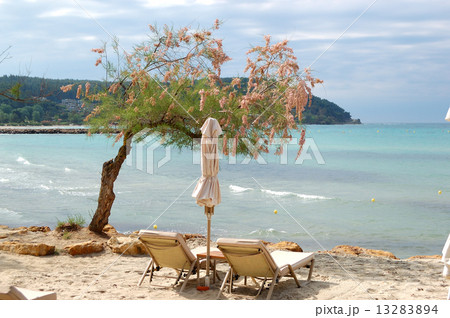 Sunbeds and blooming tree on a beach at the modern luxury hotel, Sunbeds and blooming tree on a beach at the modern luxury hotel, 13283894