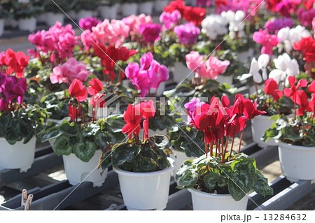 シクラメン４ 13284632