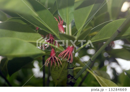 オヒルギ 13284669