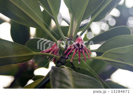 オヒルギ オヒルギ 13284671