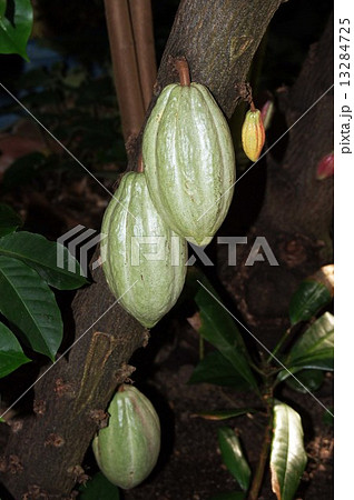 カカオ 13284725