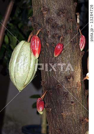 カカオ 13284726