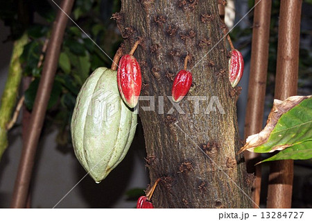 カカオ 13284727