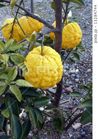 シシユズ シシユズ 13284744