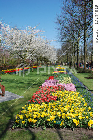 キューケンホフ16 13284819