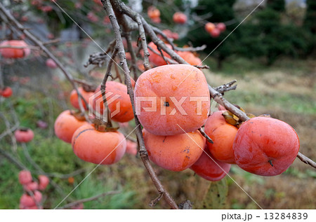 柿の実 13284839