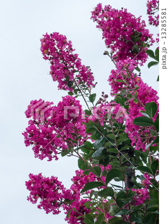 ピンクの百日紅 13285581