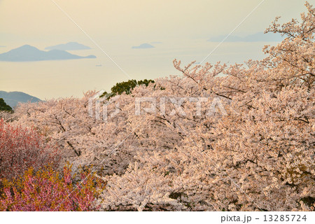 紫雲出山桜夕照 13285724