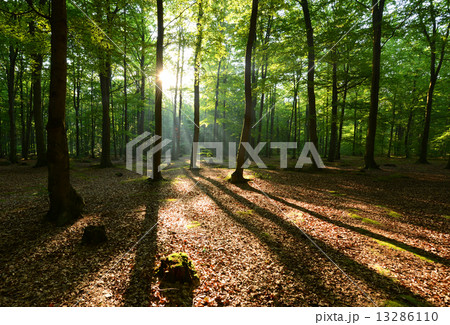 forest 13286110