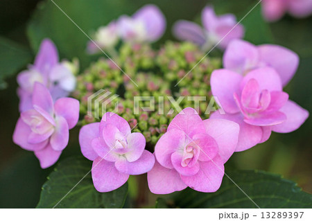 アジサイ 13289397