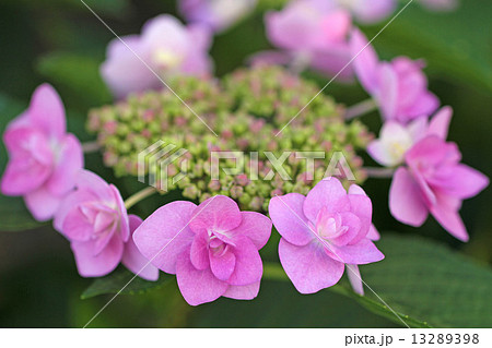 アジサイ 13289398