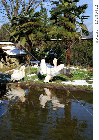 ペリカン ペリカン 13289422