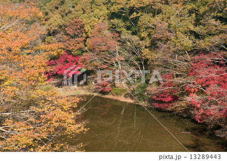 モミジ風景 13289443