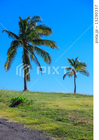 palm on a background of clear sky palm on a background of clear sky 13290337