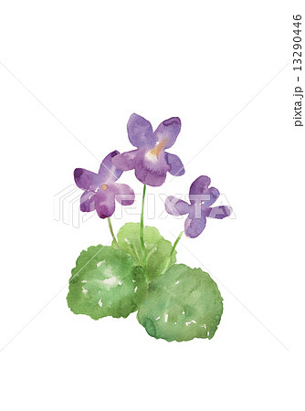 3本のスミレの花 水彩イラストのイラスト素材 13290446 Pixta