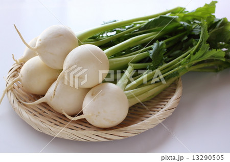 カブ カブ 13290505