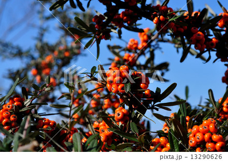 タチバナモドキ実 13290626