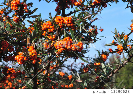 タチバナモドキ実 13290628