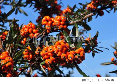 タチバナモドキ実 タチバナモドキ実 13290630