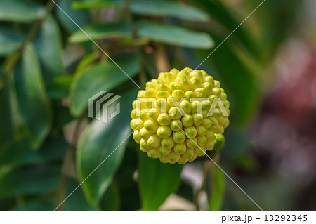 カリアンドラ・ハエマトケファラ カリアンドラ・ハエマトケファラ 13292345