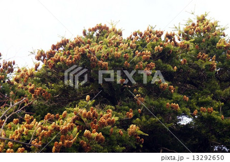 シマモミ 13292650