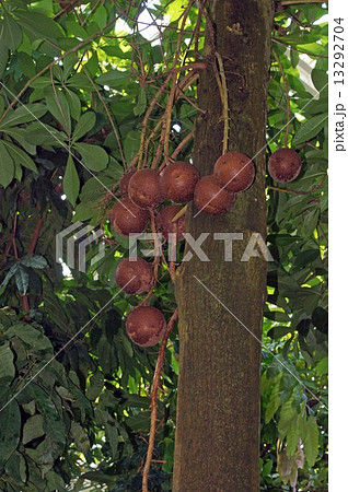 ホウガンノキ 13292704