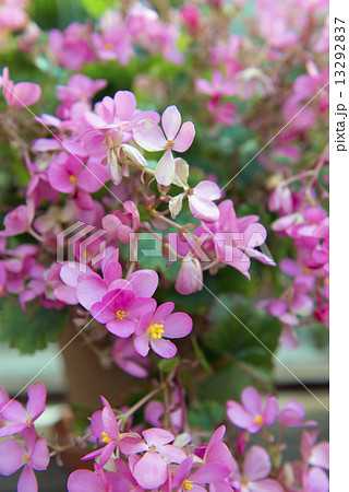 ベゴニヤの花 ベゴニヤの花 13292837