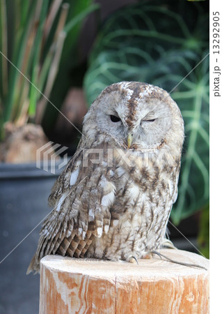 ふくろう 13292905