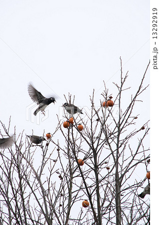 柿の木のムクドリ２ 13292919
