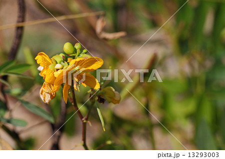 ハブソウの花 13293003