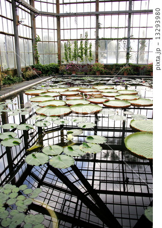 オオオニバス 13293980