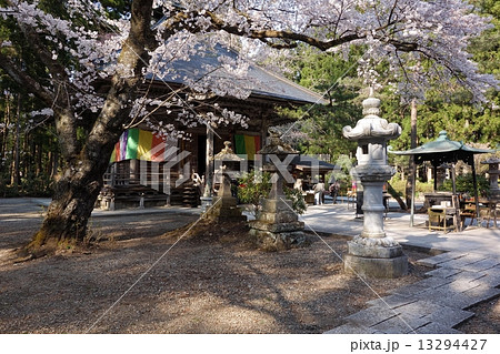 桜咲く 13294427
