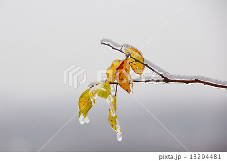 Icy rain Icy rain 13294481