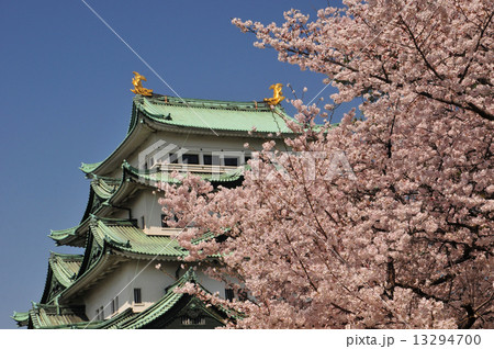 名古屋城の春 13294700