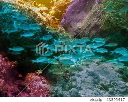 Indian ocean. Underwater world. Mauritius. Indian ocean. Underwater world. Mauritius. 13295417