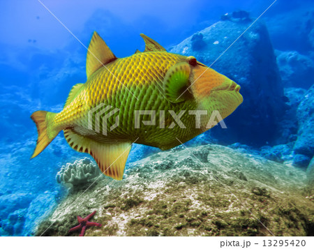 Indian ocean. Underwater world. Triggerfish Indian ocean. Underwater world. Triggerfish 13295420