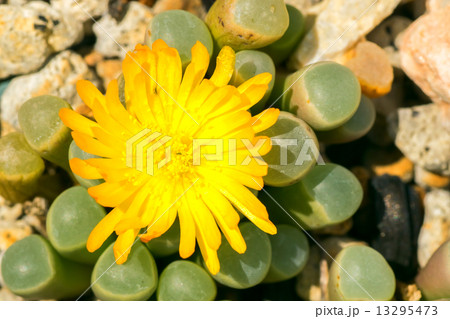 フェネストラリア・ロパロフィラ、郡玉、ツルナ科、南アフリカ 13295473