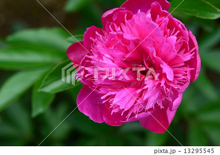 シャクヤク 13295545