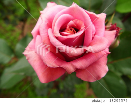 鮮やかなピンクが特徴のハイブリット・ティー系のバラ。 13295575