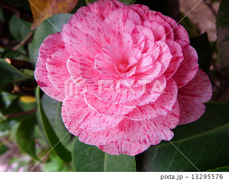 ピンクの千重咲きが美しい乙女ツバキの花。 13295576