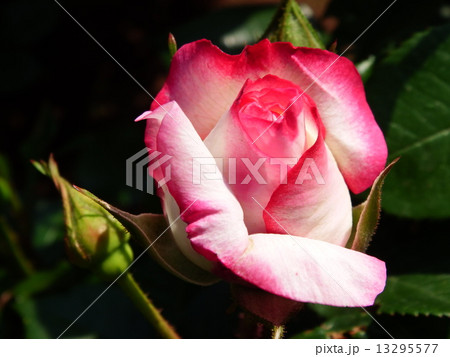 ピンク色の花弁に赤い縁取りが特徴のハイブリット・ティー系のバラ。 ピンク色の花弁に赤い縁取りが特徴のハイブリット・ティー系のバラ。 13295577