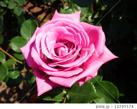 薄紫色のハイブリット・ティー系のバラの紫雲。 薄紫色のハイブリット・ティー系のバラの紫雲。 13295578