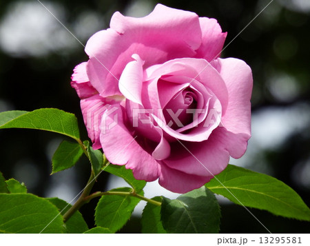 薄紫色のハイブリット・ティー系のバラの紫雲。 13295581